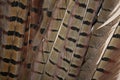 Pheasant tail feathers Royalty Free Stock Photo