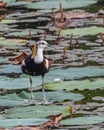 A Pheasant tail Jacana looking into the camera Royalty Free Stock Photo