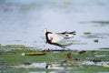 Pheasant-tailed jacana