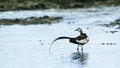 Pheasant-tailed Jacana in Bundala national park, Sri Lanka