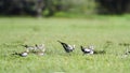 Pheasant-tailed Jacana in Bundala national park, Sri Lanka