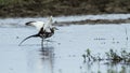 Pheasant-tailed Jacana in Bundala national park, Sri Lanka