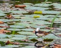 A Pheasant tailed jacana in a dancing mood Royalty Free Stock Photo