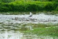 Pheasant-tailed Jacana feeding in a pond with vegetation. Long-tailed bird.