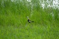 Pheasant-tailed Jacana feeding in a pond with vegetation. Long-tailed bird.