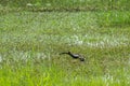 Pheasant-tailed Jacana feeding in a pond with vegetation. Long-tailed bird.