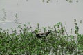 Pheasant-tailed Jacana feeding in a pond with vegetation. Long-tailed bird.