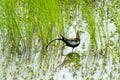 Pheasant-tailed Jacana feeding in a pond with vegetation. Long-tailed bird.