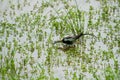 Pheasant-tailed Jacana feeding in a pond with vegetation. Long-tailed bird.