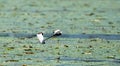 Pheasant-tailed jacana in flight