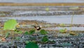 Pheasant-tailed jacana foraging in the evening landscape view at Yoda lake in Sri Lanka. Walking swiftly on top of lotus leaves