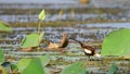Pheasant-tailed jacana foraging in the evening at Yoda lake in Sri Lanka. Walking swiftly on top of lotus leaves and catching