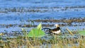 Pheasant-tailed jacana isolated against lake waters. Walks swiftly on the lotus leaves. Beautiful wetland birds in Sri Lanka