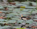 A Pheasant tailed Jacana on a leaf Royalty Free Stock Photo