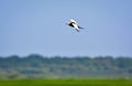 Pheasant-tailed jacana flying over green farm field Royalty Free Stock Photo