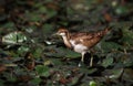 Pheasant-tailed jacana