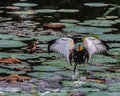 A Pheasant Tailed Jacana ready Royalty Free Stock Photo