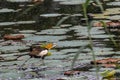 A pheasant tailed Jacana running on leafs Royalty Free Stock Photo