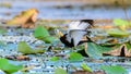 Pheasant-tailed jacana running on water surface covered in lotus leaves