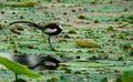 Pheasant-tailed Jacana Royalty Free Stock Photo