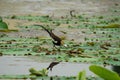 Pheasant-tailed Jacana Royalty Free Stock Photo