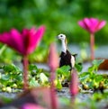 Pheasant-tailed jacana with Water lilies Royalty Free Stock Photo