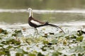 A pheasant tailed jacana on waterchestnut crop Royalty Free Stock Photo