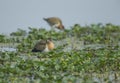 Pheasant-tailed Jakana at Bharatpur Bird Sanctuary,Rajasthan,India Royalty Free Stock Photo