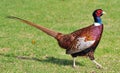 Pheasant Walking Royalty Free Stock Photo