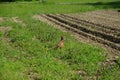 pheasant walking on the floor Royalty Free Stock Photo