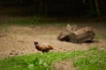 Pheasant walking in the rain Royalty Free Stock Photo