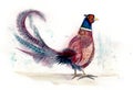 Pheasant Watercolor Bird Royalty Free Stock Photo