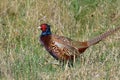 Pheasant wildshot Royalty Free Stock Photo