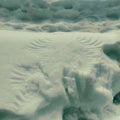 Pheasant wing tracks in snow