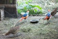 Pheasants in the cage