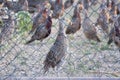 Pheasants in a cage on a farm Royalty Free Stock Photo