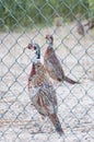 Pheasants in a cage on a farm Royalty Free Stock Photo