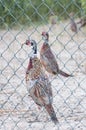 Pheasants in a cage on a farm