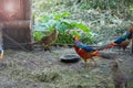 Pheasants in the cage