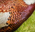 Pheasants colourful feathers