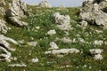 Pheasants Eye Limestone rocks