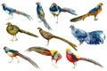 Pheasants, watercolor drawings on a white background, hand drawing, colorful birds Royalty Free Stock Photo