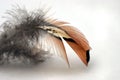 Pheasent Feather