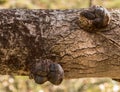 Phellinus tremulae, a parasitic polypore fungus, growing on the trunk of a dead, fallen aspen tree, Populus tremula.