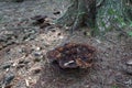 Phellodon mushroom in a forest Royalty Free Stock Photo