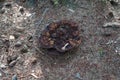 Phellodon mushroom in a forest Royalty Free Stock Photo