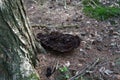 Phellodon mushroom in a forest Royalty Free Stock Photo