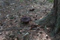 Phellodon mushroom in a forest Royalty Free Stock Photo