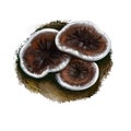 Phellodon tomentosus or zoned cork hydnum mushroom closeup digital art illustration. Boletus has brown cap with white margin.