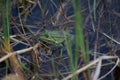 Phelophylax frog green frog